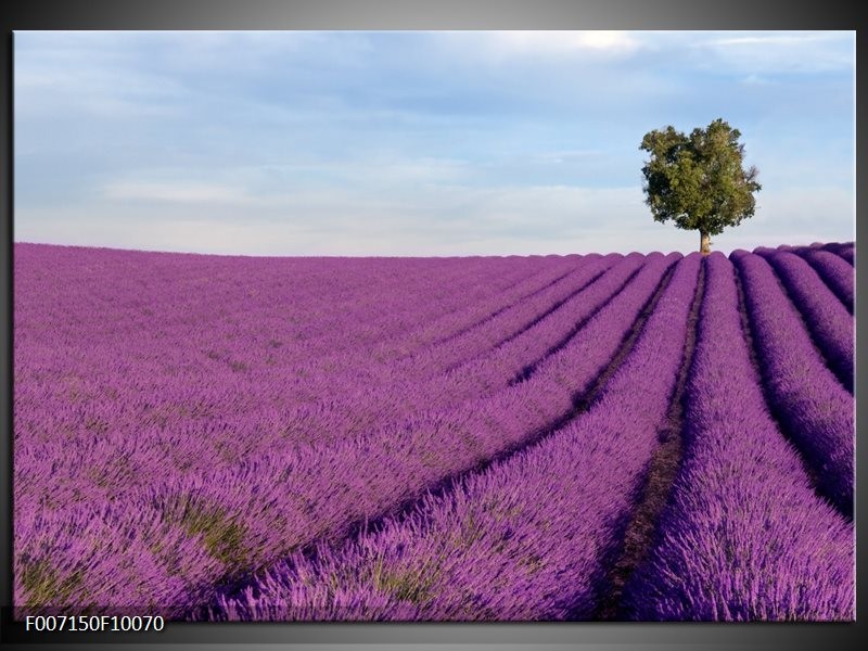 Canvas Schilderij Lavendel, Landelijk | Paars, Blauw, Groen