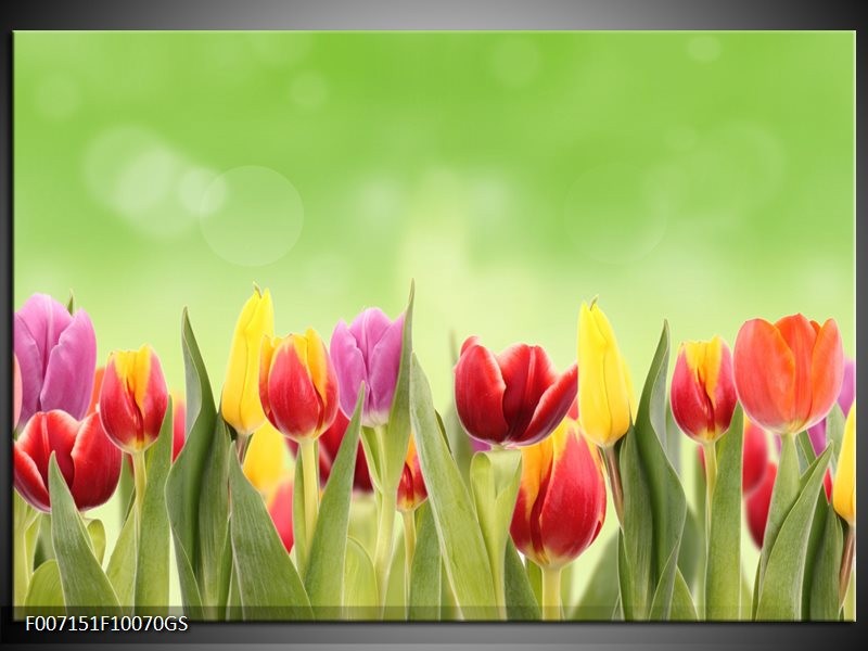 Glas Schilderij Tulpen, Bloemen | Groen, Rood, Geel