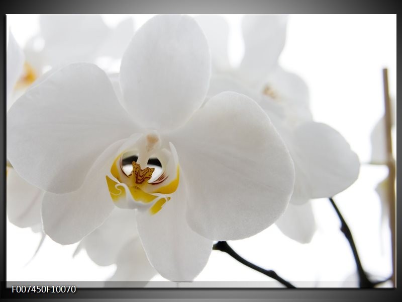 Canvas Schilderij Orchidee, Bloemen | Wit, Geel