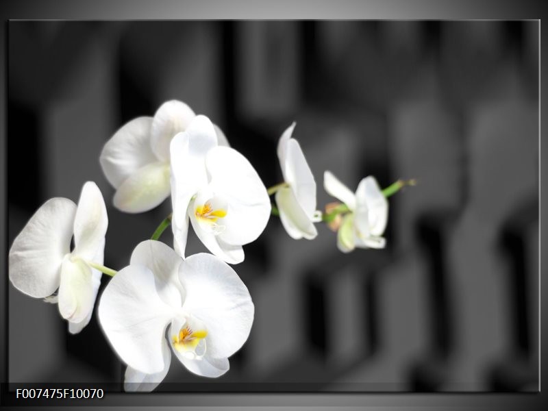 Canvas Schilderij Orchidee, Bloemen | Zwart, Wit