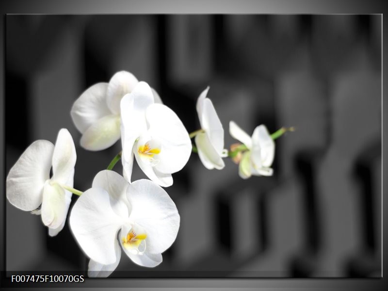 Glas Schilderij Orchidee, Bloemen | Zwart, Wit