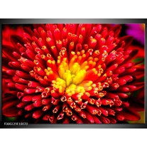 Foto canvas schilderij Natuur | Rood, Geel 