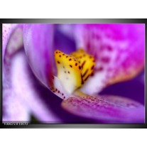 Foto canvas schilderij Bloem | Paars, Geel, Wit 