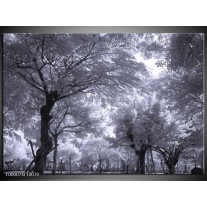Glas schilderij Bomen | Wit, Zwart, Grijs 