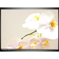 Glas schilderij Orchidee | Crème , Wit, Geel 