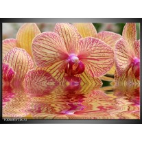 Glas schilderij Orchidee | Geel, Rood, Wit 