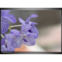 Glas schilderij Orchidee | Blauw, Wit, Grijs 
