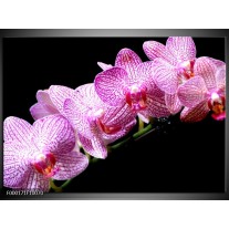 Glas schilderij Orchidee | Paars, Wit, Zwart 