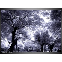 Glas schilderij Bomen | Grijs, Wit, Zwart 