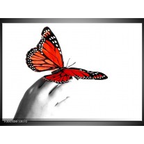 Glas schilderij Vlinder | Rood, Wit, Zwart 