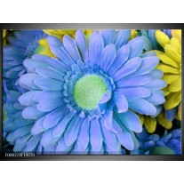 Foto canvas schilderij Gerbera | Blauw, Geel, Groen 