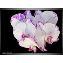 Glas schilderij Orchidee | Paars, Zwart, Wit 