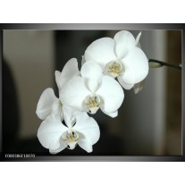 Foto canvas schilderij Orchidee | Wit, Zwart, Grijs 