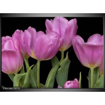 Foto canvas schilderij Tulpen | Paars, Groen, Zwart 