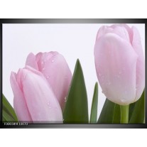 Foto canvas schilderij Tulpen | Roze, Wit, Groen 