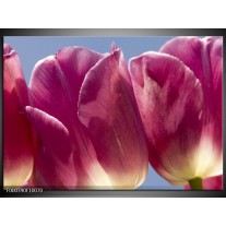 Glas schilderij Tulpen | Wit, Paars 