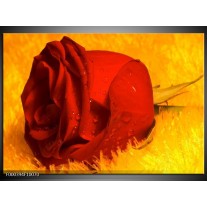 Foto canvas schilderij Roos | Rood, Geel, Goud 