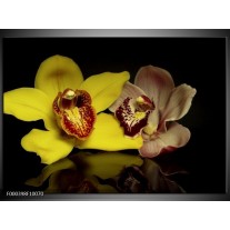Glas schilderij Orchidee | Geel, Zwart 