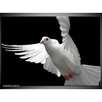 Glas schilderij Vogel | Wit, Zwart, Grijs 
