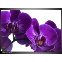 Glas schilderij Orchidee | Paars, Wit, Zwart 
