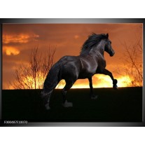 Glas schilderij Paard | Zwart, Geel, Bruin 