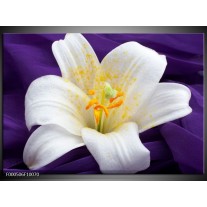 Foto canvas schilderij Bloem | Wit, Geel, Paars 