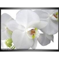 Foto canvas schilderij Orchidee | Wit, Groen 