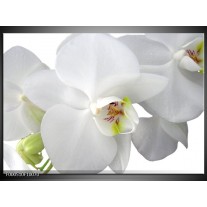Glas schilderij Orchidee | Wit, Groen 