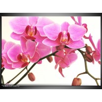 Glas schilderij Orchidee | Rood, Wit, Zwart 