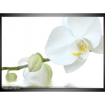 Glas schilderij Orchidee | Wit, Groen, Geel 
