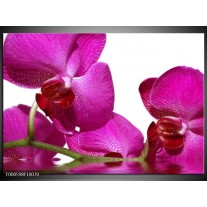 Foto canvas schilderij Orchidee | Paars, Wit, Groen 