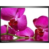 Glas schilderij Orchidee | Paars, Wit, Groen 