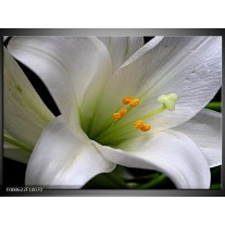 Foto canvas schilderij Bloem | Wit, Oranje, Zwart 