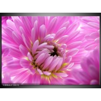 Foto canvas schilderij Bloem | Paars, Wit 