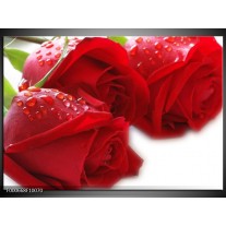 Foto canvas schilderij Roos | Rood, Wit, Groen 