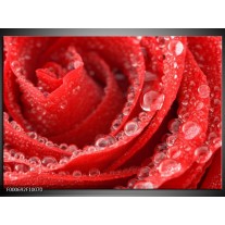 Foto canvas schilderij Roos | Rood, Wit 