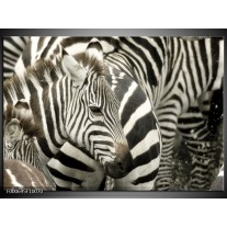 Foto canvas schilderij Zebra | Zwart, Wit, Grijs 