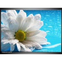 Foto canvas schilderij Bloem | Wit, Blauw, Geel 