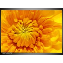Foto canvas schilderij Bloem | Oranje, Wit, Geel