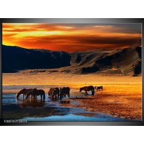 Glas schilderij Paarden | Oranje, Rood, Blauw 