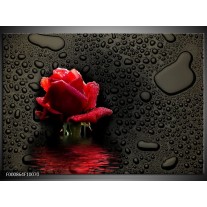 Foto canvas schilderij Roos | Rood, Zwart, Wit 