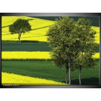 Foto canvas schilderij Boom | Groen, Geel, Wit 