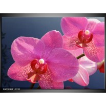 Glas schilderij Orchidee | Paars, Wit, Rood 
