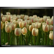 Foto canvas schilderij Tulp | Geel, Wit, Groen 