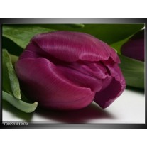 Foto canvas schilderij Tulp | Paars, Groen, Wit 