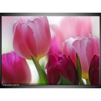 Foto canvas schilderij Tulp | Rood, Groen, Wit 