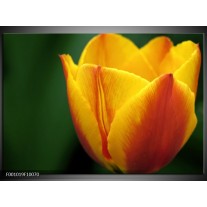 Foto canvas schilderij Tulp | Geel, Groen, Oranje 