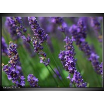 Foto canvas schilderij Lavendel | Blauw, Zwart, Groen 