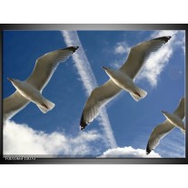 Foto canvas schilderij Vogels | Blauw, Zwart 