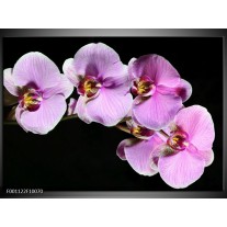 Foto canvas schilderij Orchidee | Zwart, Paars, Wit 